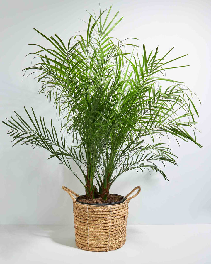 A potted Pygmy Date Palm with lush green leaves, showing the plant's base and part of its root system.