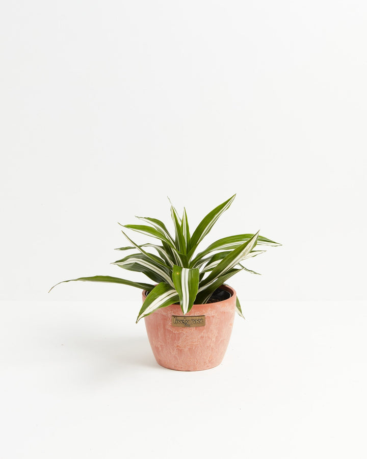 White Striped Dracaena (Dragon Tree)