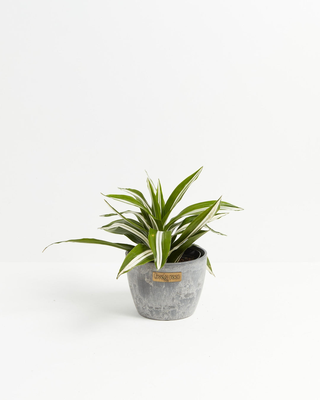 White Striped Dracaena (Dragon Tree)