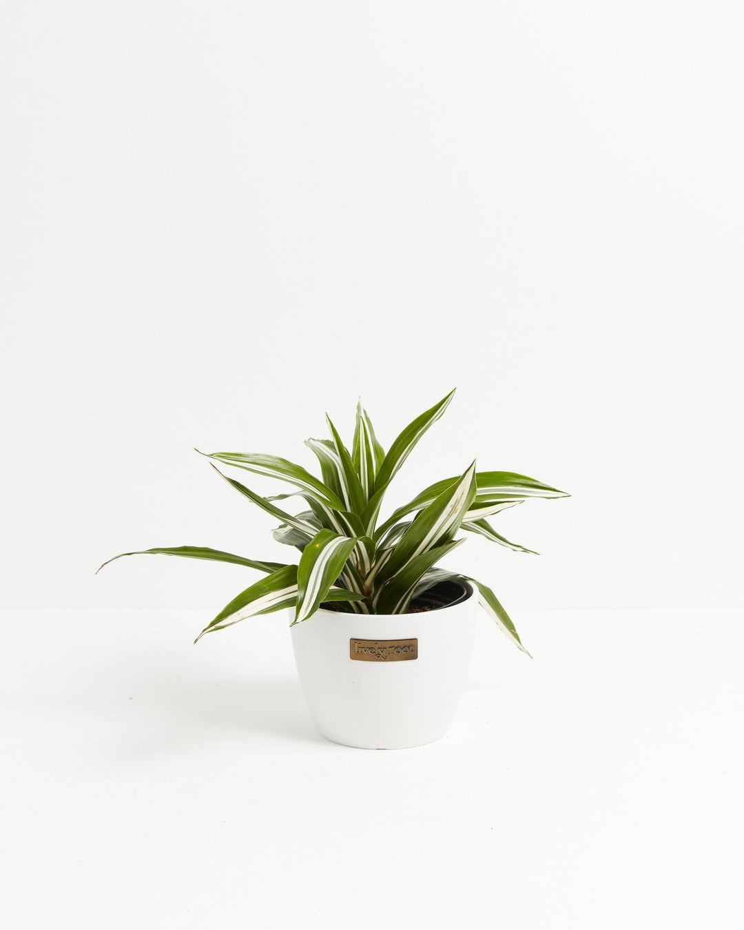 White Striped Dracaena (Dragon Tree)