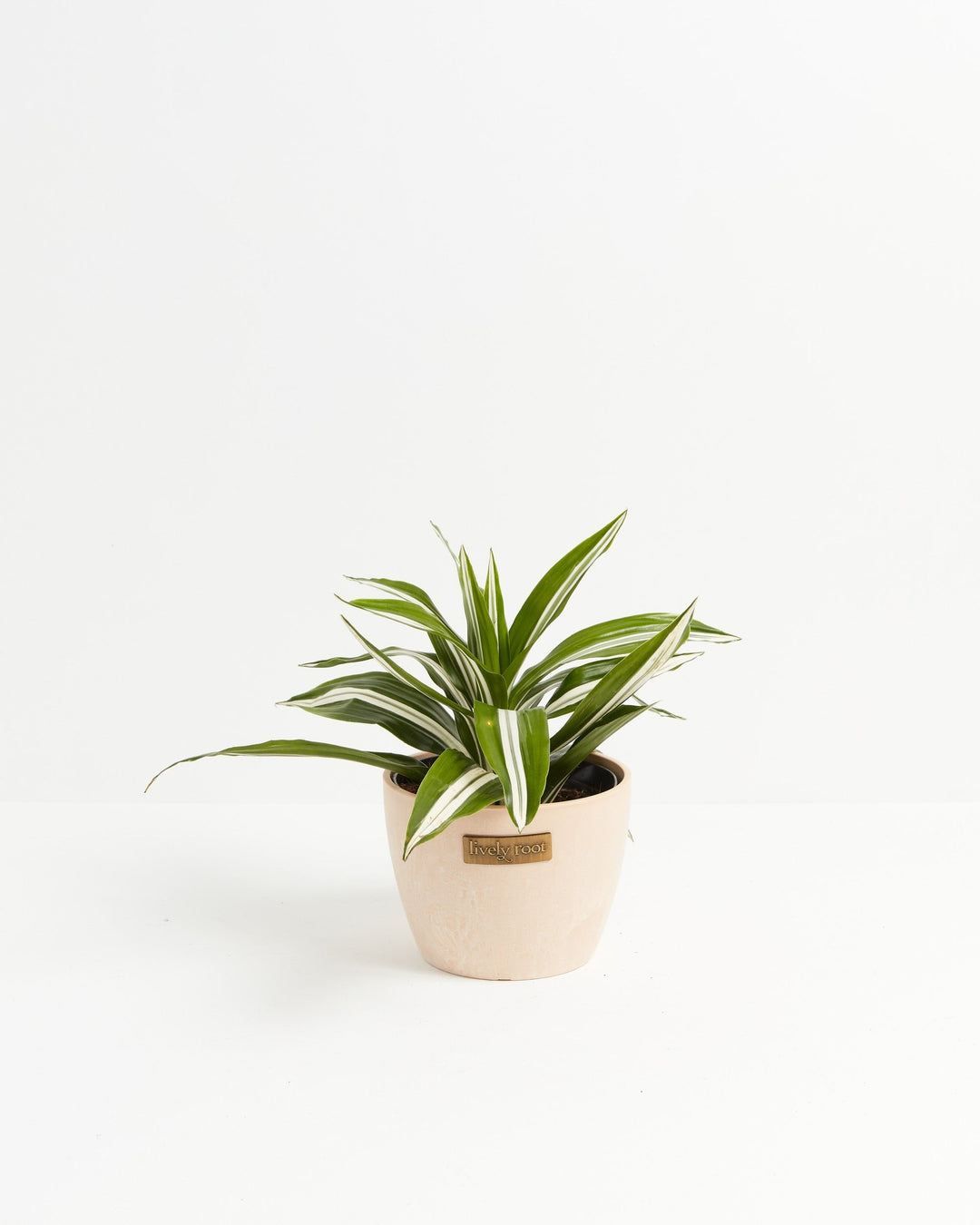 White Striped Dracaena (Dragon Tree)