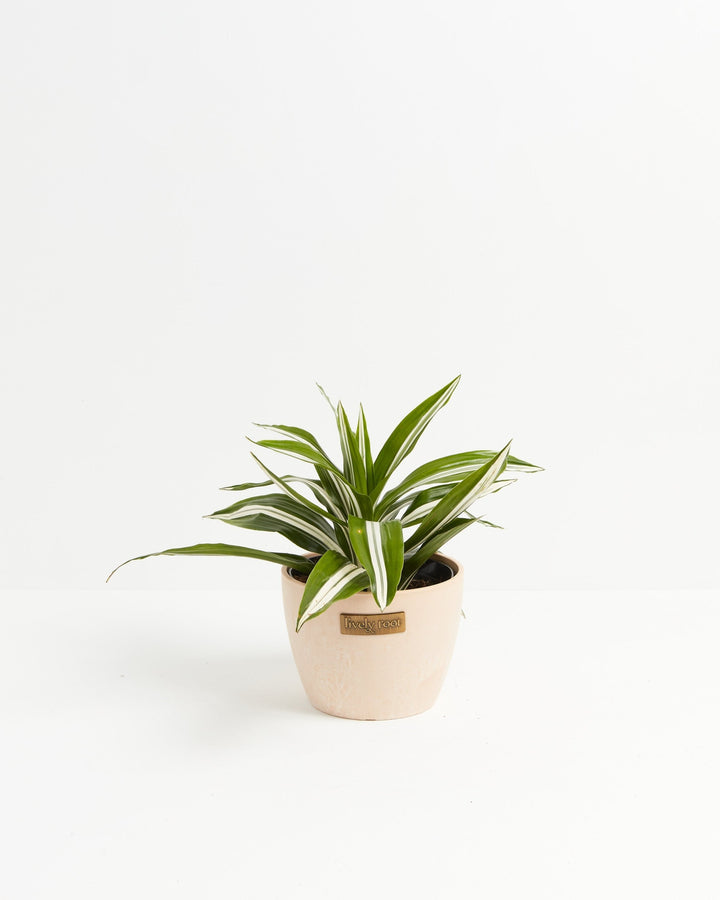 White Striped Dracaena (Dragon Tree)