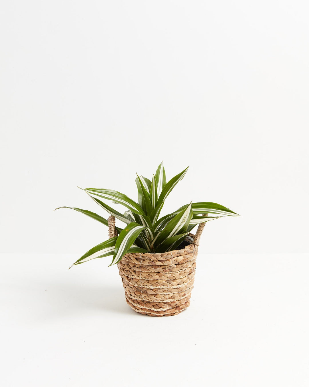 White Striped Dracaena (Dragon Tree)