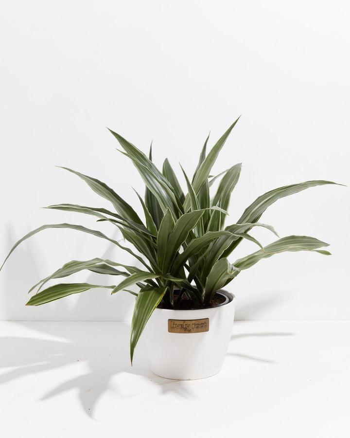 White Striped Dracaena (Dragon Tree)