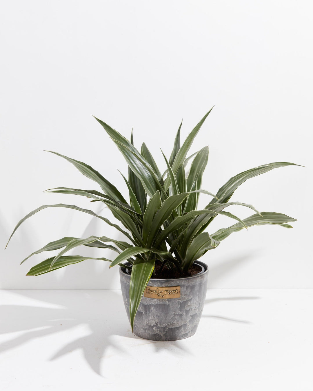 White Striped Dracaena (Dragon Tree)