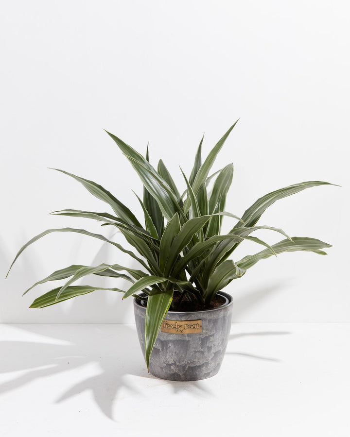 White Striped Dracaena (Dragon Tree)