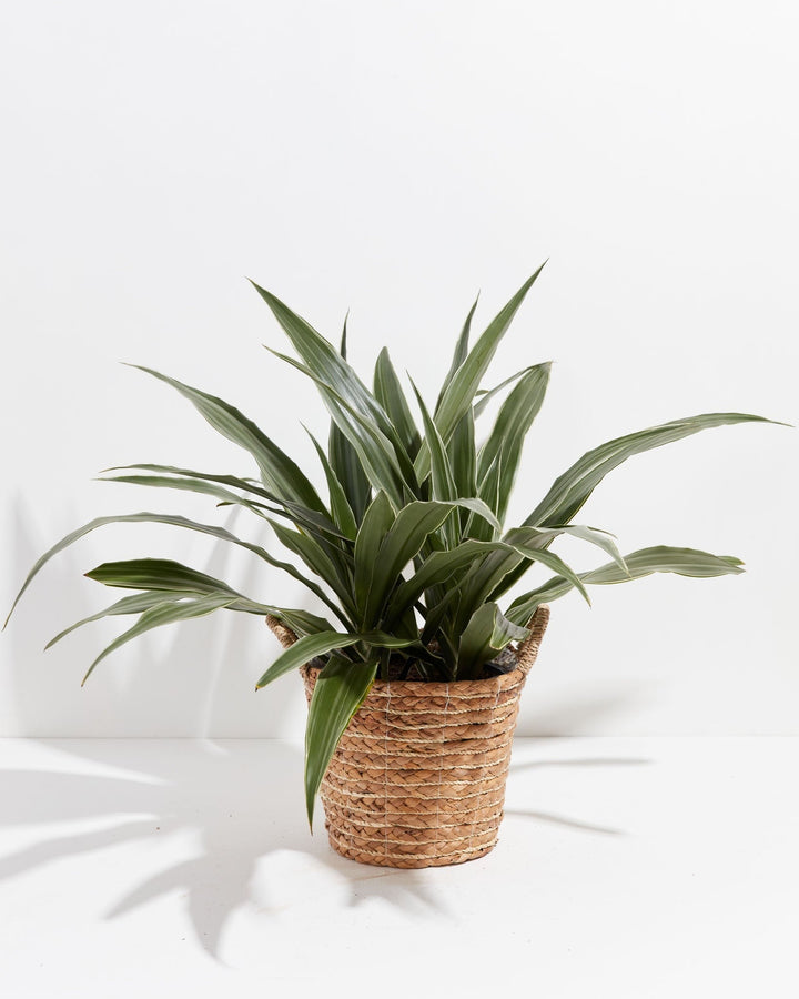 White Striped Dracaena (Dragon Tree)