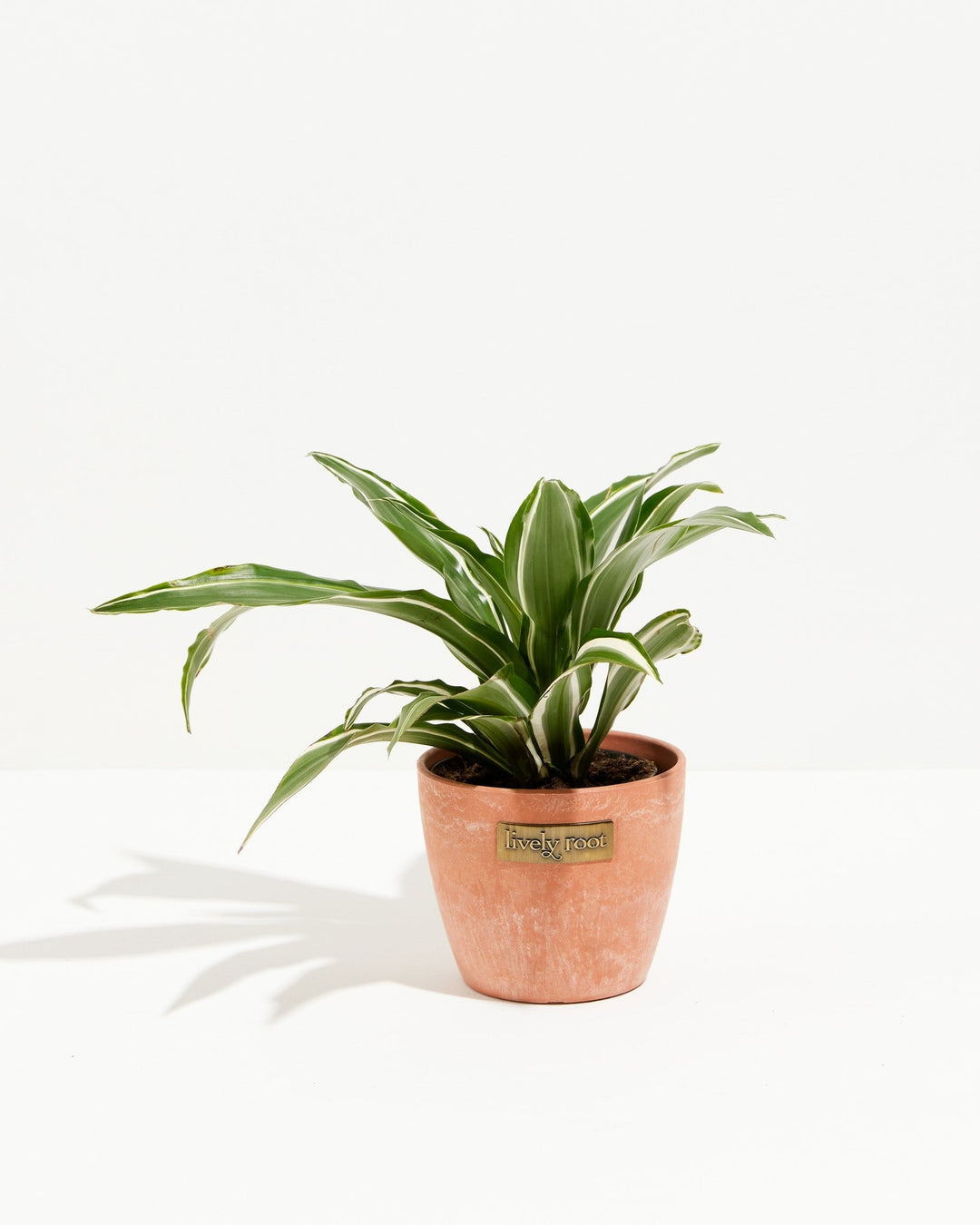 White Striped Dracaena (Dragon Tree)