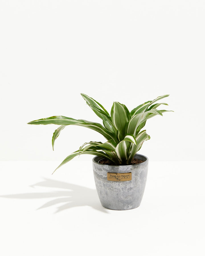 White Striped Dracaena (Dragon Tree)