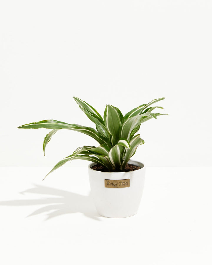 White Striped Dracaena (Dragon Tree)