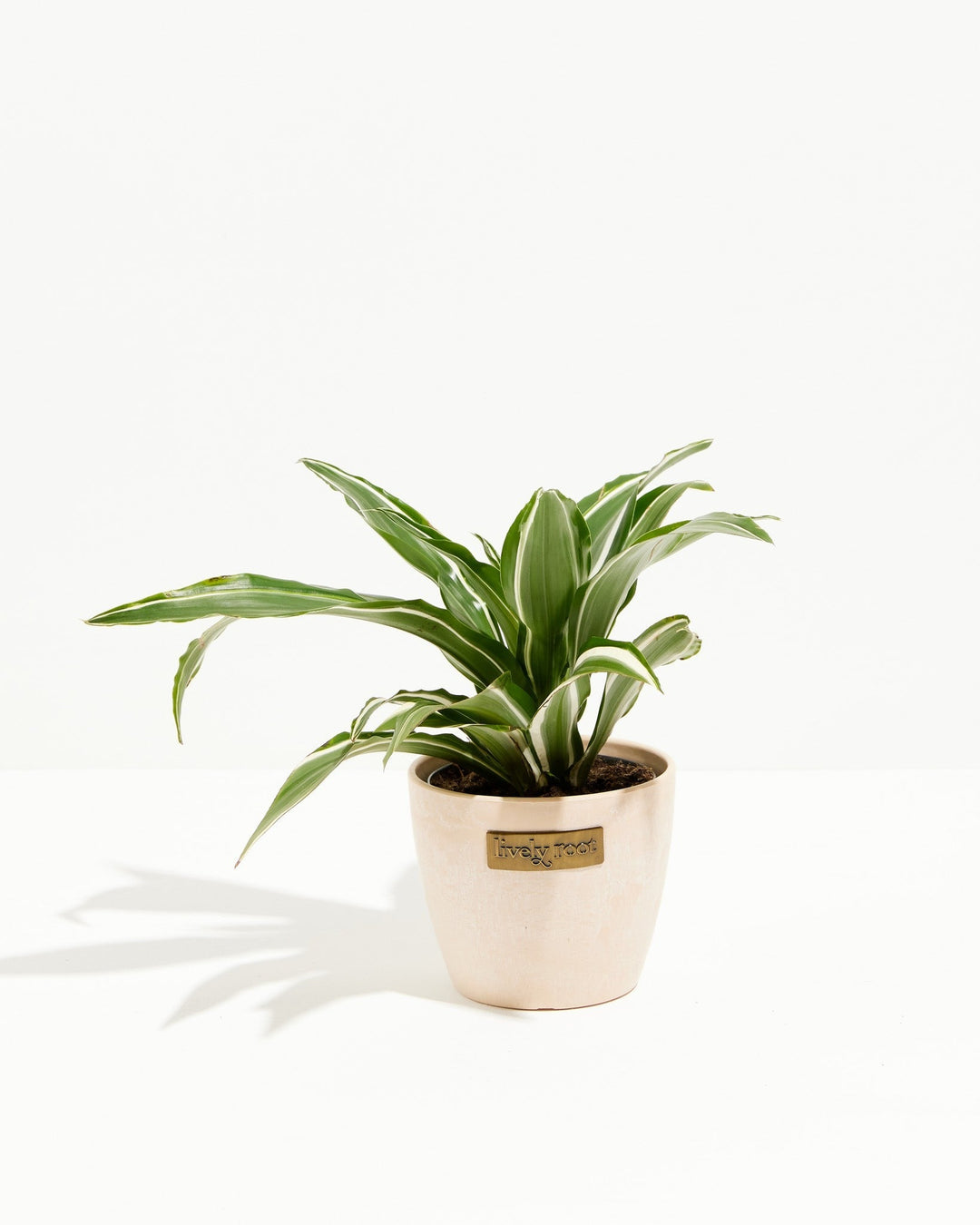 White Striped Dracaena (Dragon Tree)
