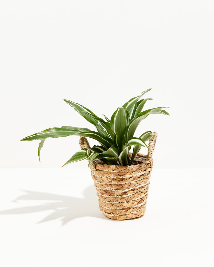 White Striped Dracaena (Dragon Tree)
