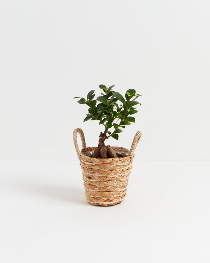 Ficus Ginseng