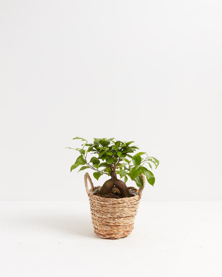 Ficus Ginseng