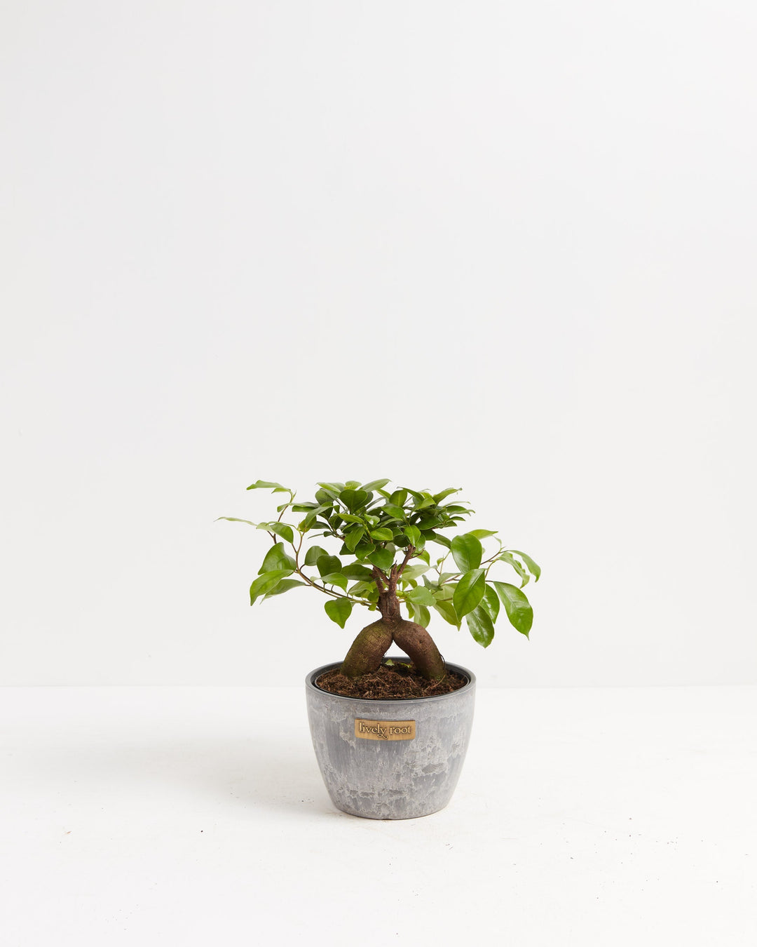 Ficus Ginseng