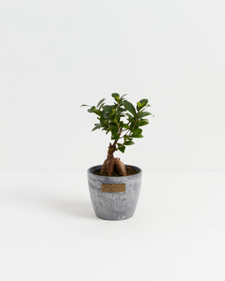 Ficus Ginseng