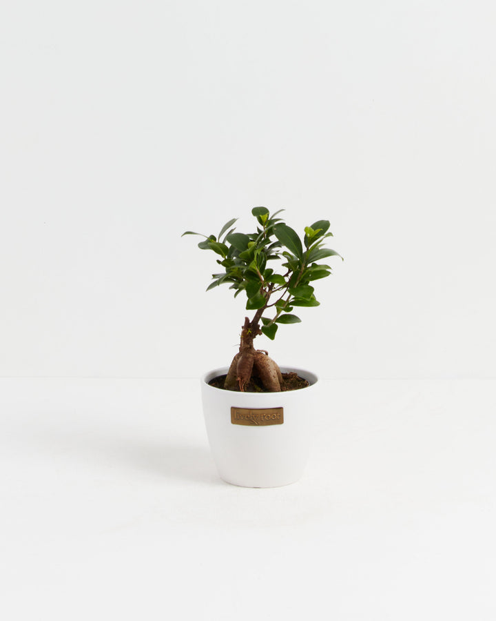 Ficus Ginseng bonsai (Ficus microcarpa) in a white ceramic Lively Root pot with distinctive exposed bulbous roots