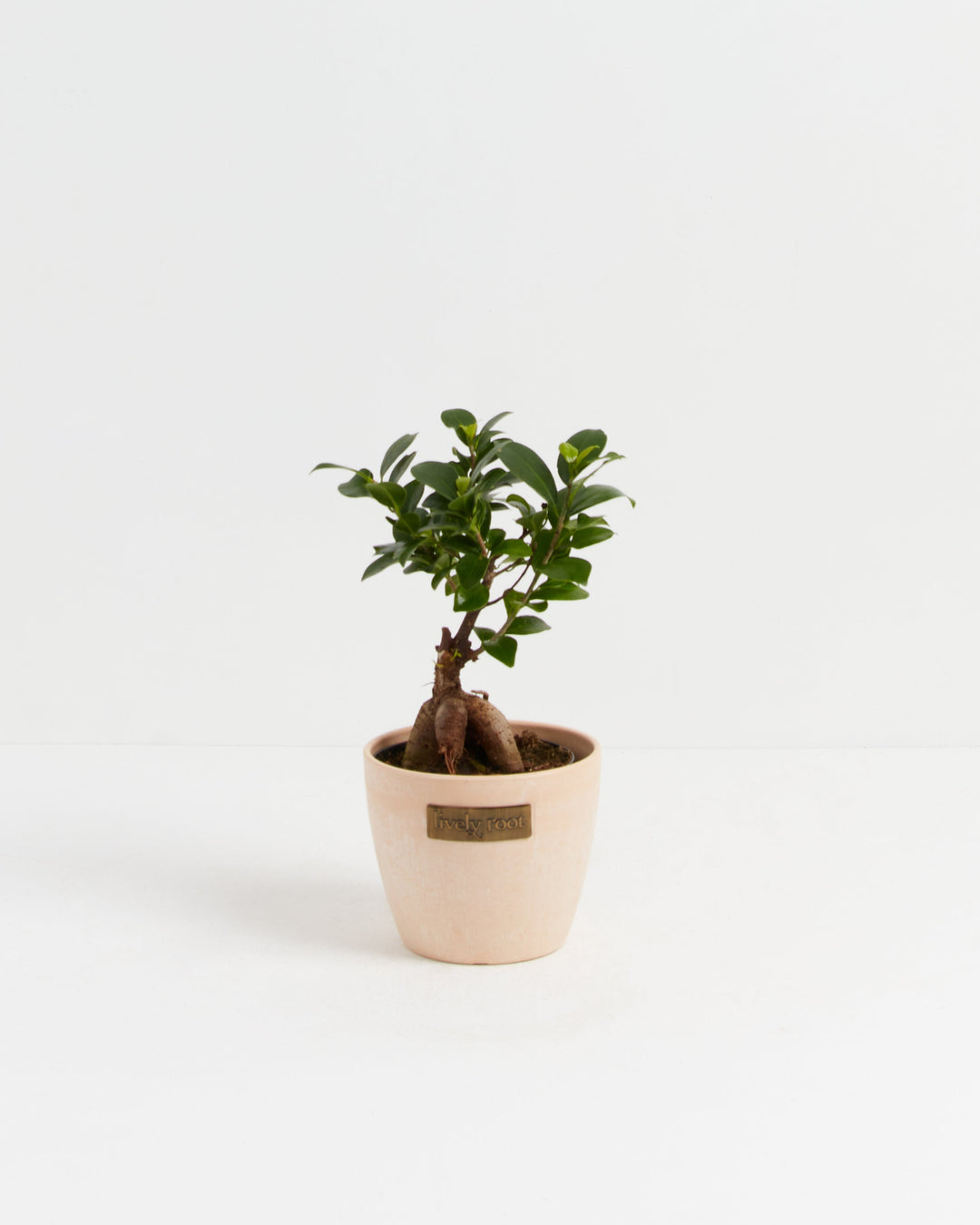 Ficus Ginseng