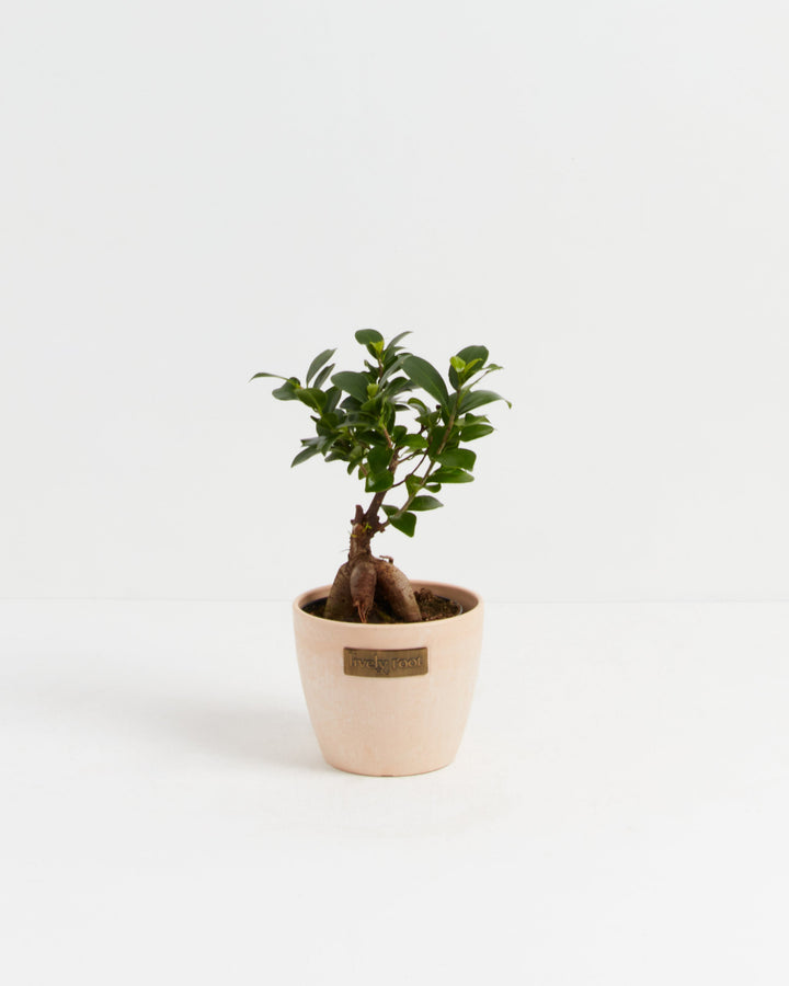 Ficus Ginseng
