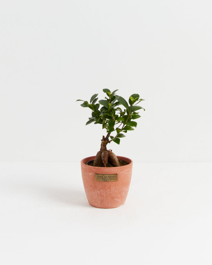 Ficus Ginseng