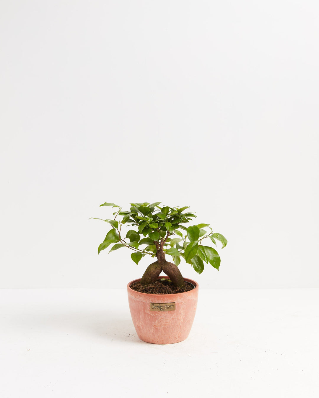 Ficus Ginseng