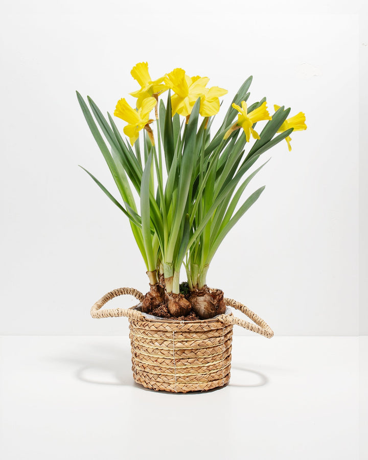 Yellow Daffodil
