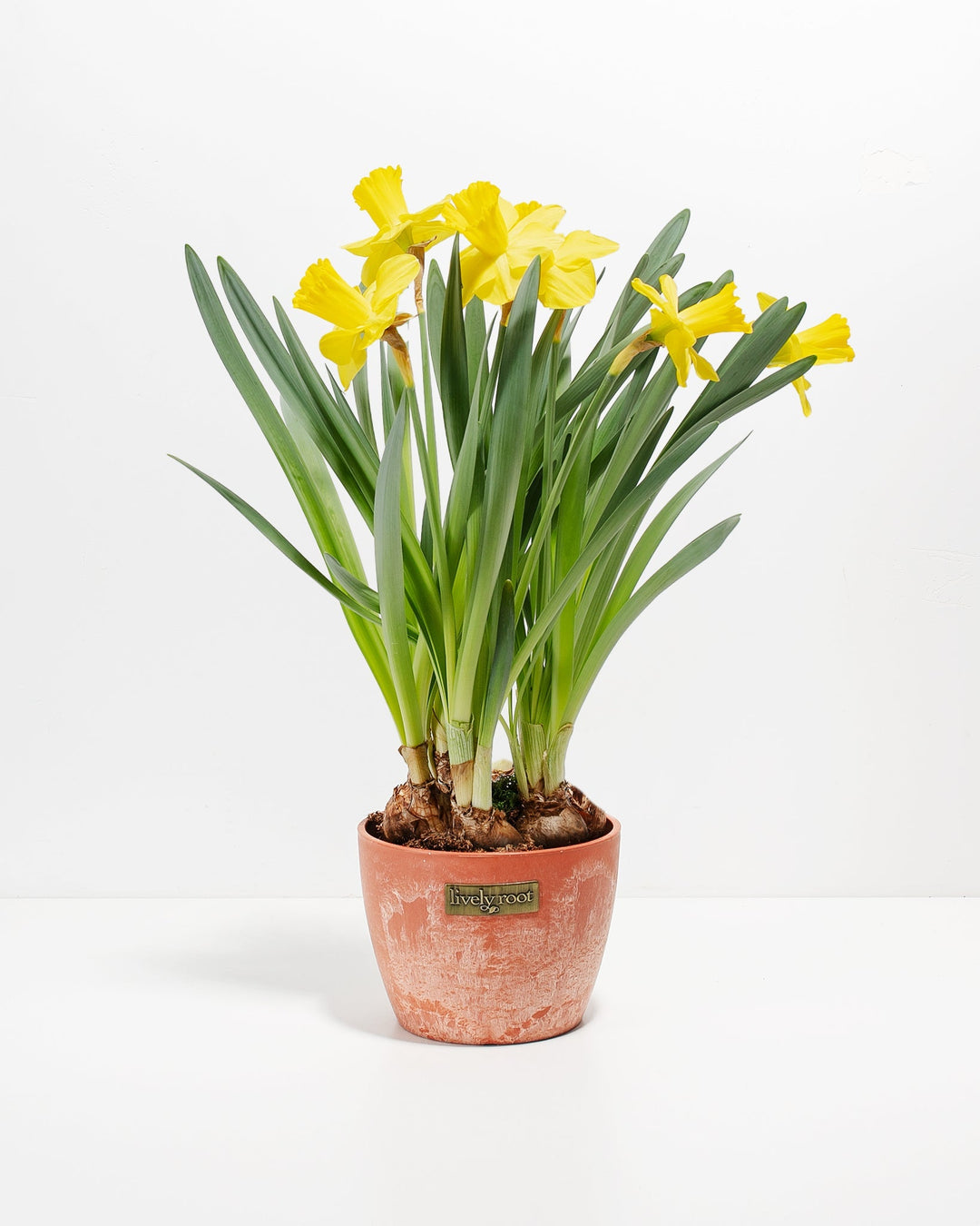 Yellow Daffodil
