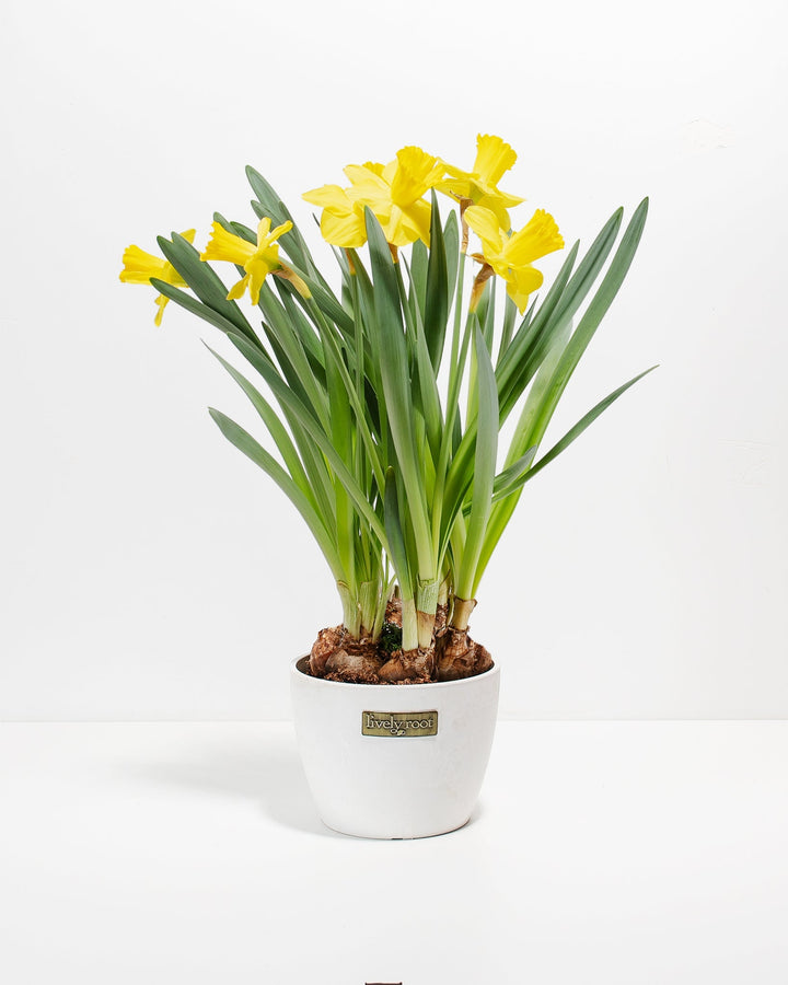 Yellow Daffodil