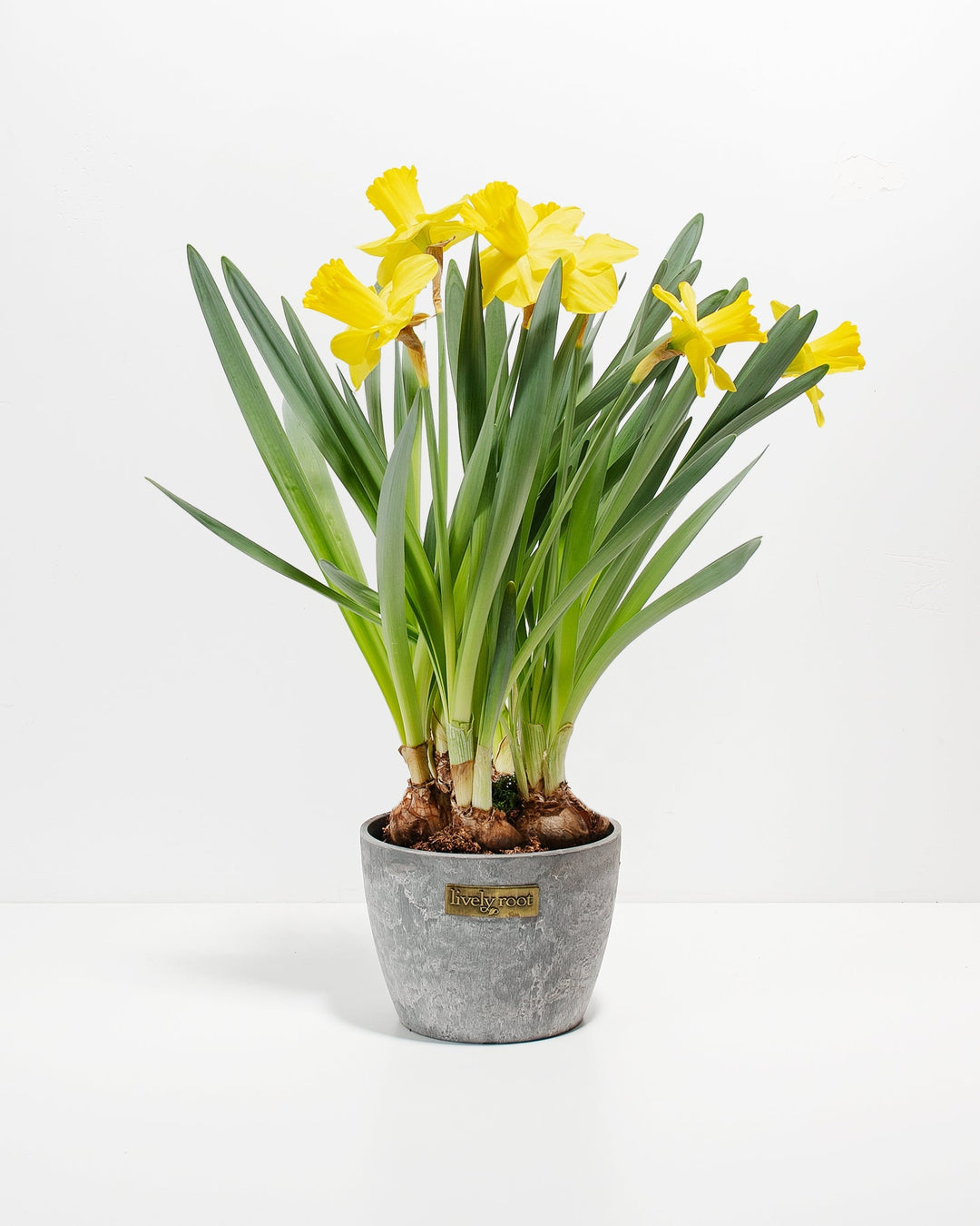 Yellow Daffodil