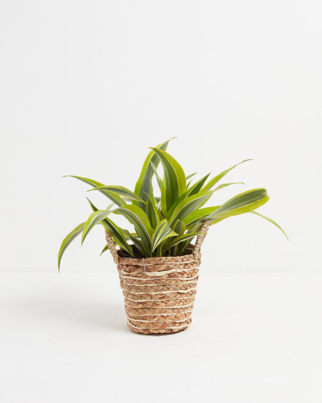 Dracaena Lemon Lime