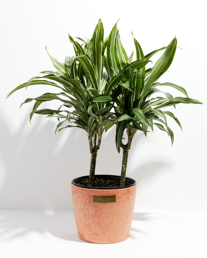 Dracaena Lemon Lime