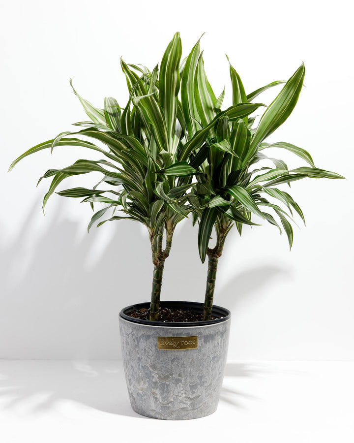 Dracaena Lemon Lime