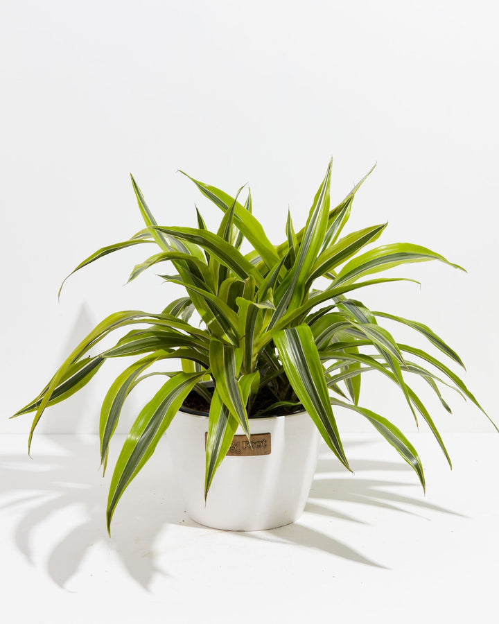 8" Dracaena Warneckii Lemon Lime bushy plant with variegated green and yellow striped leaves in a white textured Lively Root pot