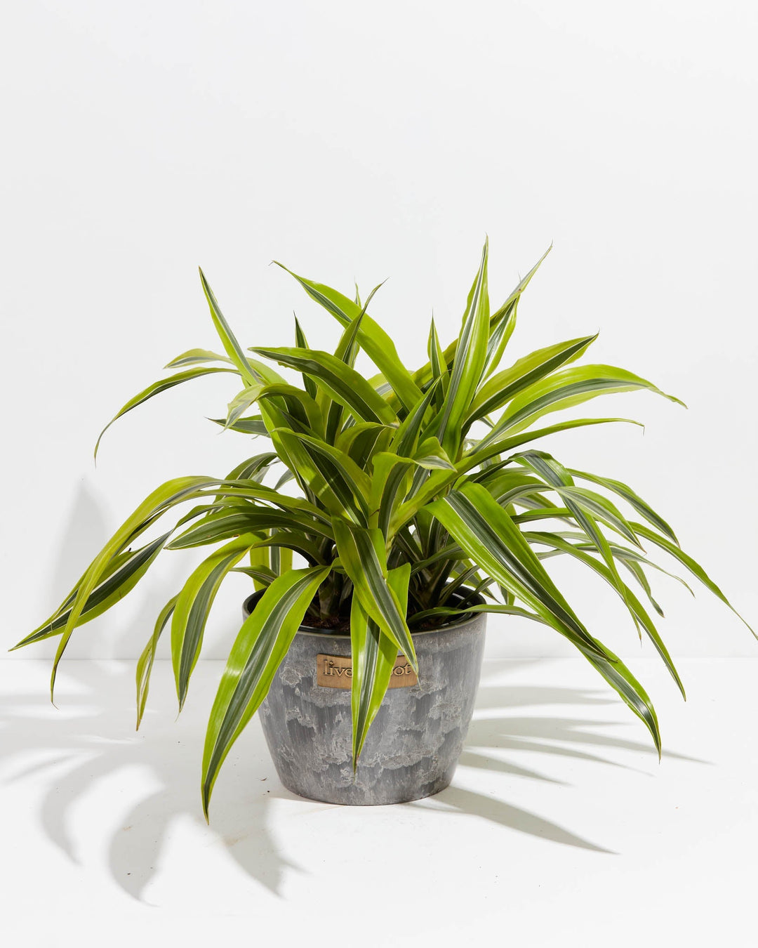 8" Dracaena Warneckii Lemon Lime bushy plant with variegated green and yellow striped leaves in a gray stone-textured Lively Root pot
