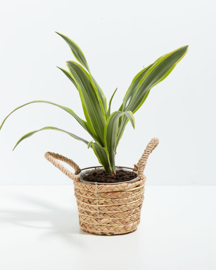 Dracaena Lemon Lime