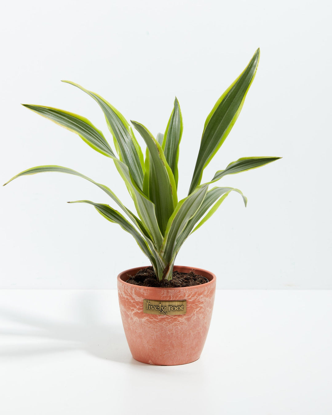 4" Lemon Lime Dragon Tree small plant with green and yellow striped leaves in a terracotta textured ceramic pot