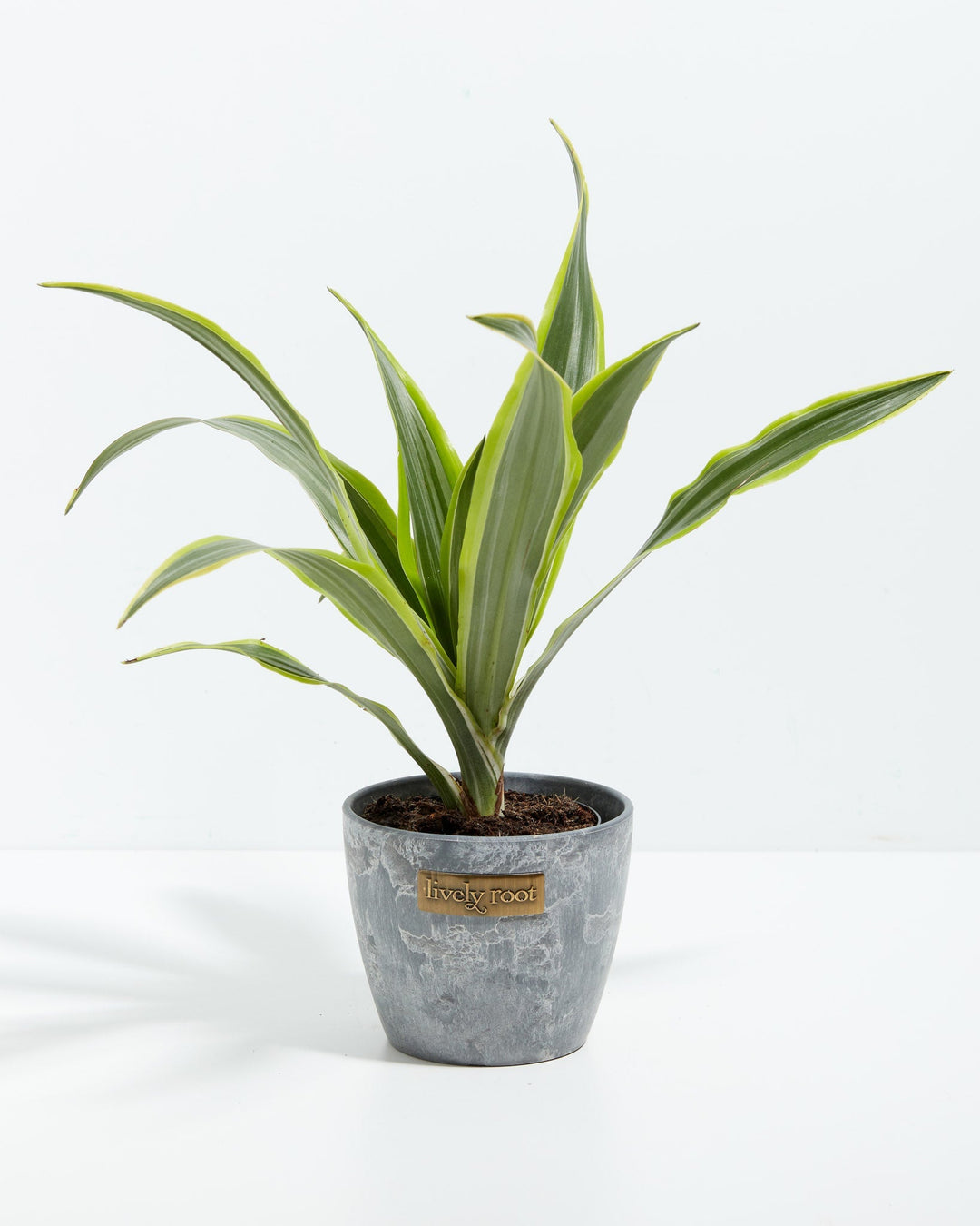4" Lemon Lime Dragon Tree small plant with green and yellow striped leaves in a gray textured ceramic pot