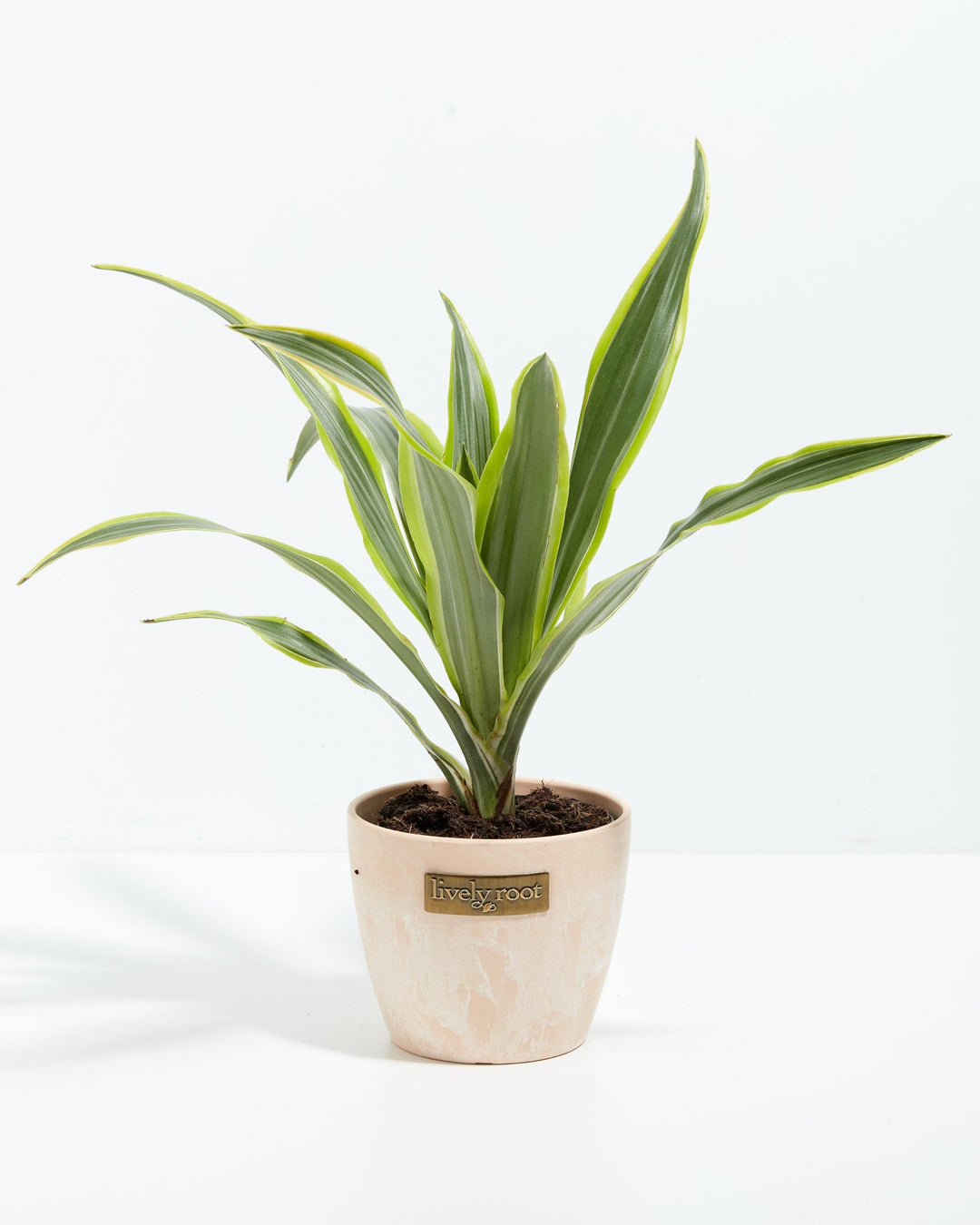 4" Lemon Lime Dragon Tree small plant with green and yellow striped leaves in a pink textured ceramic pot