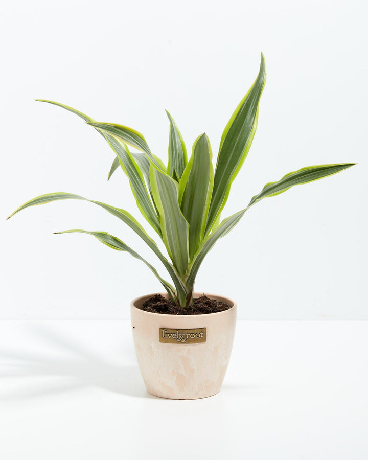 4" Lemon Lime Dragon Tree small plant with green and yellow striped leaves in a pink textured ceramic pot