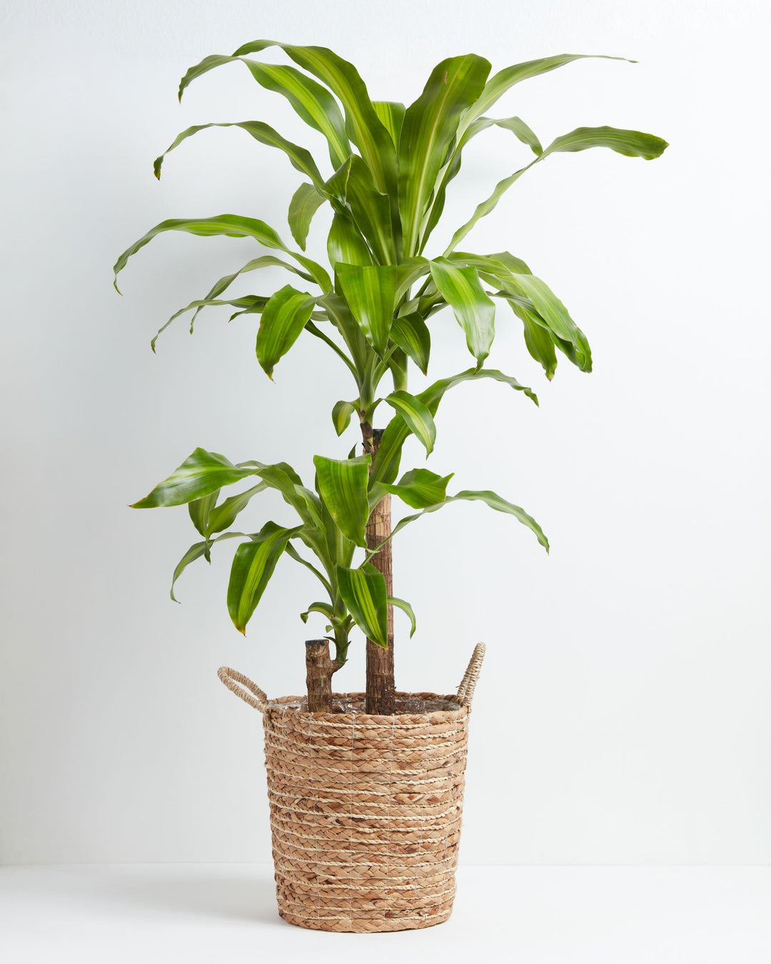 Dracaena Lemon Lime