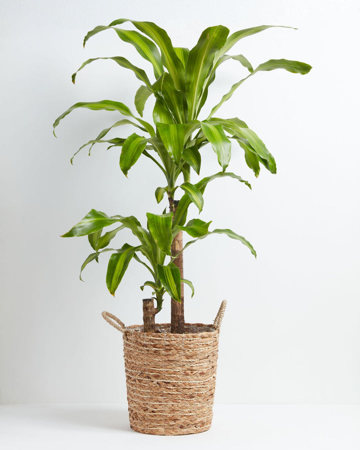 Dracaena Lemon Lime