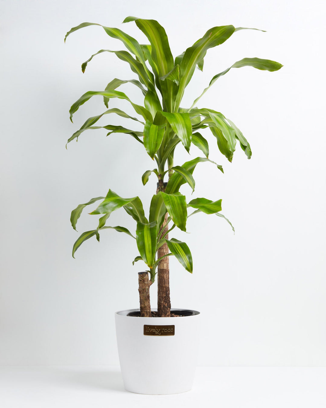 10" Dracaena Lemon Lime (Dracaena fragrans) tall cane-style plant with arching striped green and yellow leaves in a white Lively Root pot on a white background