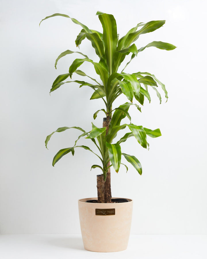 Dracaena Lemon Lime