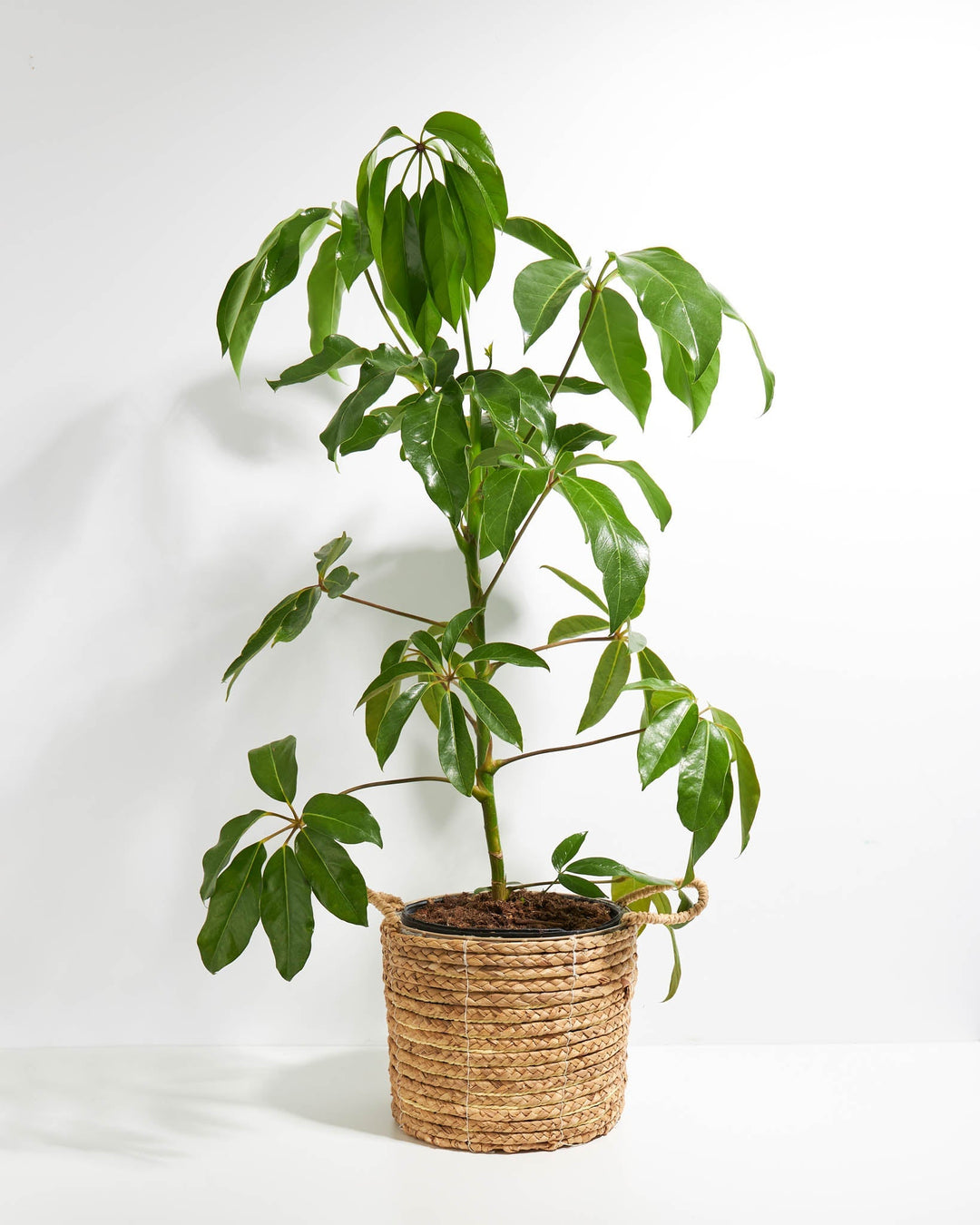 Australian Umbrella Tree