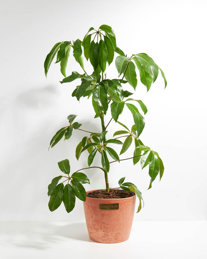 Australian Umbrella Tree