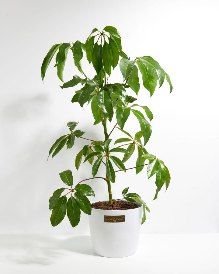 Australian Umbrella Tree