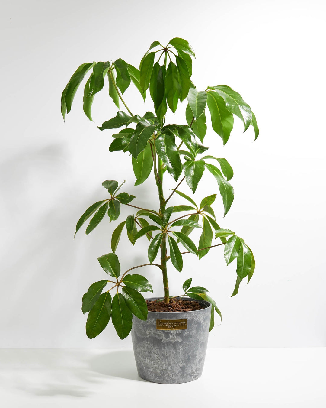 Australian Umbrella Tree