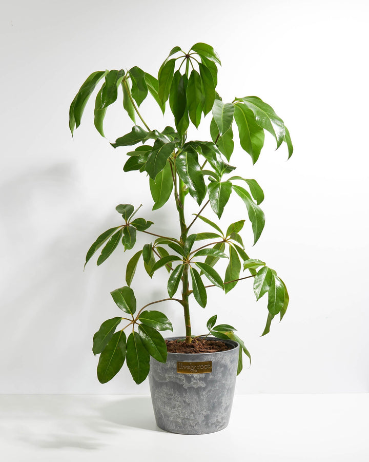 Australian Umbrella Tree