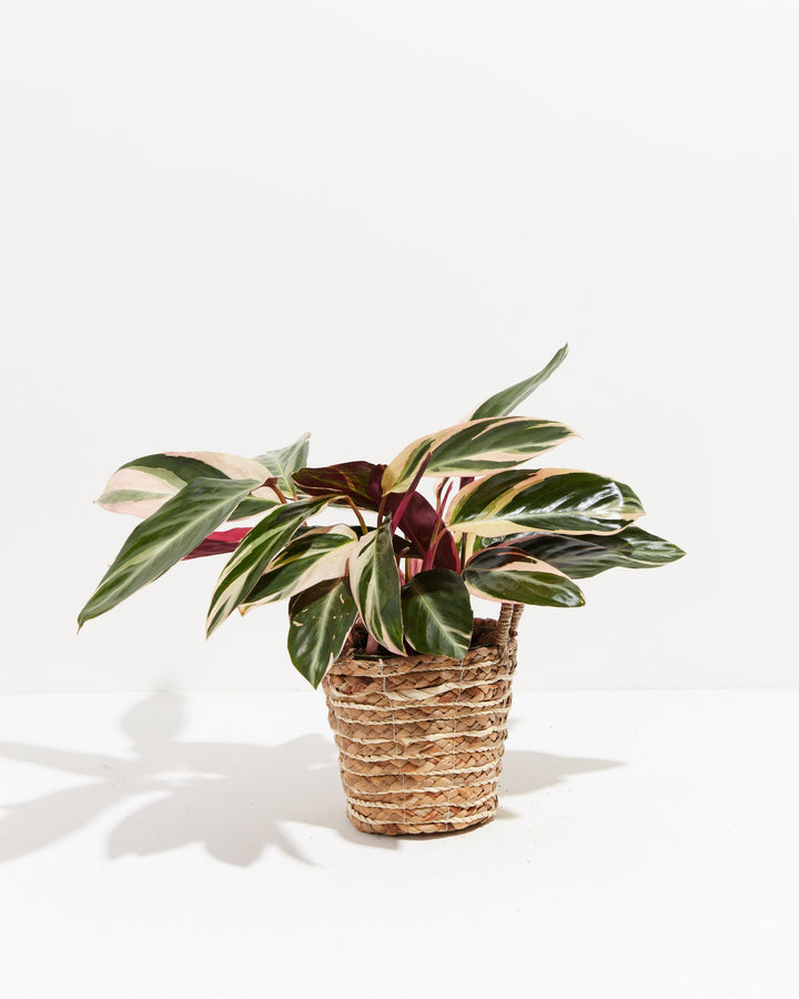 6-inch Stromanthe Triostar (Stromanthe sanguinea) in a woven seagrass basket with pink, cream, and dark green variegated foliage and burgundy stems on white background