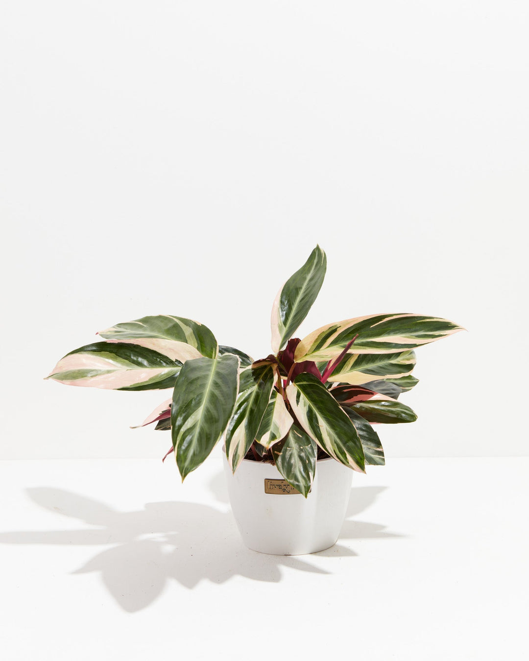 6-inch Stromanthe Triostar (Stromanthe sanguinea) in a white Lively Root branded ceramic pot with pink, cream, and dark green variegated foliage on white background